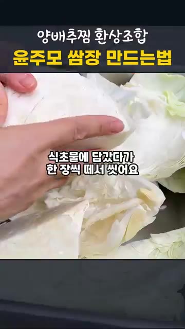 식초물에 담갔다가 흐르는 물에 씻어 겹친 잎을 떼어냅니다. — 전자레인지 양배추찜과 윤주모 쌈장 만드는 법