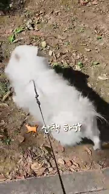 건미역 70g을 물에 불린 후 깨끗하게 씻어 물기를 제거한다. — 구수한 들깨미역국 끓이는 법