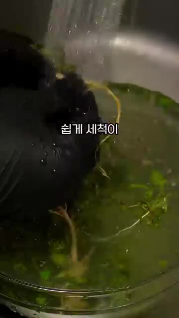 냉이는 찬물에 10분간 담가 흙을 불린 후 흐르는 물에 여러 번 헹… — 봄에 안 먹으면 손해인 냉이된장찌개