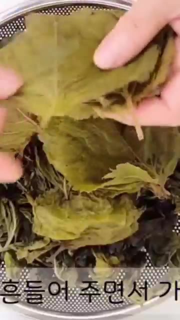 삶은 깻잎을 건져 물기를 짜고 가지런하게 펼쳐 식혀줍니다. — 가을의 맛! 삭힌 단풍깻잎김치, 손쉽게 담그는 황금비율 깻잎김치