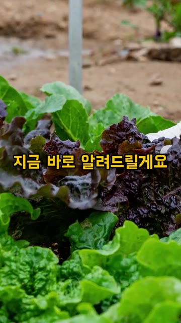 만든 반죽에 썰어둔 상추, 고추, 양파를 넣고 가볍게 섞어주세요. — 상추 쌈만 싸드시지 말고 이렇게 드셔보세요