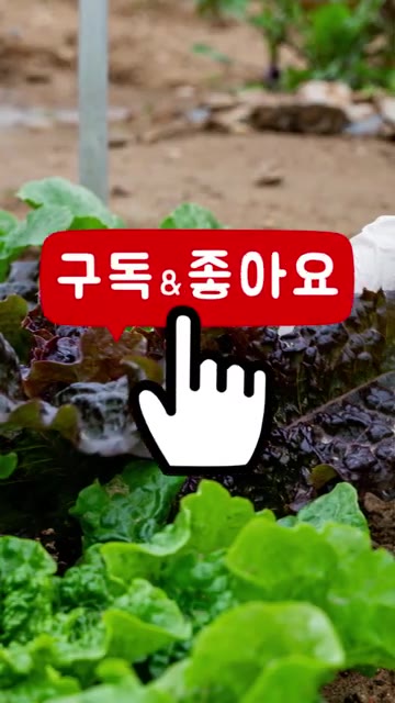 팬에 식용유를 두르고 반죽을 앞뒤로 노릇하게 부쳐주면 맛있는 상추전… — 상추 쌈만 싸드시지 말고 이렇게 드셔보세요