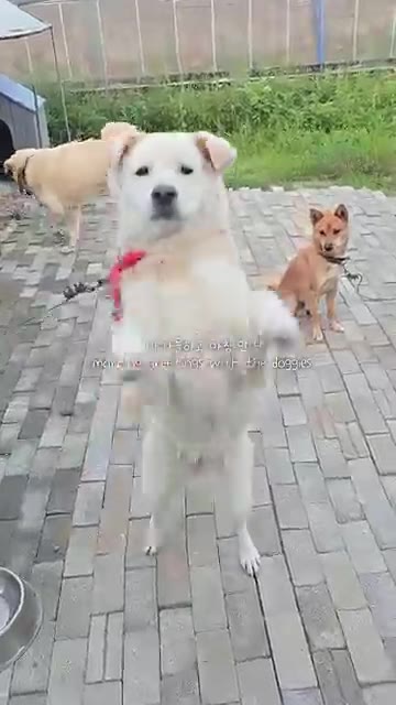 팬에 남은 소불고기를 넣고 물을 부어 끓인다. — 시골밥상 뚝배기불고기