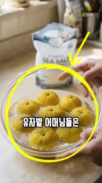 유자 꼭지를 제거하고 씨를 발라낸 후 껍질과 과육을 분리합니다. — 유자청 담글 때 설탕부터 넣지 마세요 🍋 고흥 유자밭 어머님 비법, 쓴맛 없는 유자청 유자차 만드는 법 황금레시피