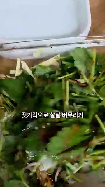 준비된 참나물, 사과, 양파에 양념장을 넣고 장갑을 끼고 살살 버무… — 이 조합 진짜 미쳤어요. 참나물사과샐러드!