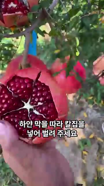 석류는 꼭지 쪽을 네모나게 도려내고 하얀 막을 따라 칼집을 넣어 벌… — 일일이 깎지 마세요. 가족들이 깜짝 놀라는 쉽게 과일 깎는 꿀팁
