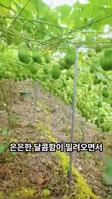 껍질을 벗겨내고 먹기 좋은 크기로 썰어줍니다. — 혈당, 체중 관리에 좋다는 이것! 먹어보셨나요?😳