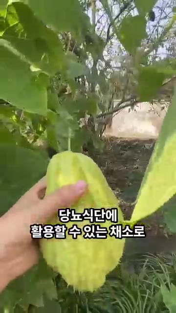 차요테는 당이 적고 칼로리가 낮으며 수분 함량이 높아 다이어트 식단… — 혈당, 체중 관리에 좋다는 이것! 먹어보셨나요?😳