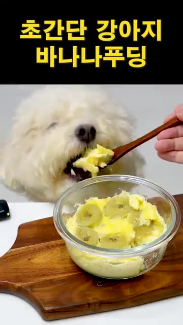 강아지에게 바나나 푸딩을 숟가락으로 떠서 준다. — 초간단 강아지 바나나 푸딩 만들기