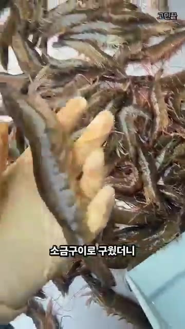 손질한 대하를 소금구이용으로 준비한다. — 대하 소금구이