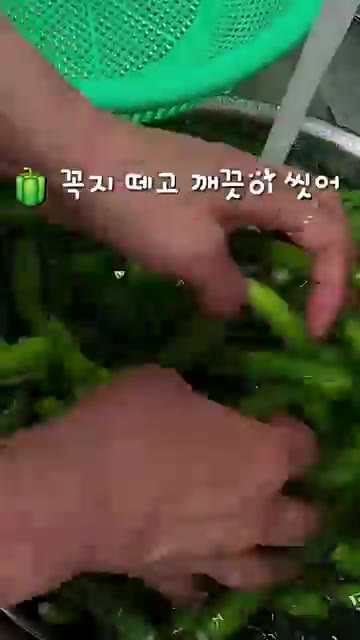 꽈리고추의 꼭지를 떼고 깨끗하게 씻어 준비한다. — 이거 하나면 밥도둑! 꽈리고추 조림🫑
