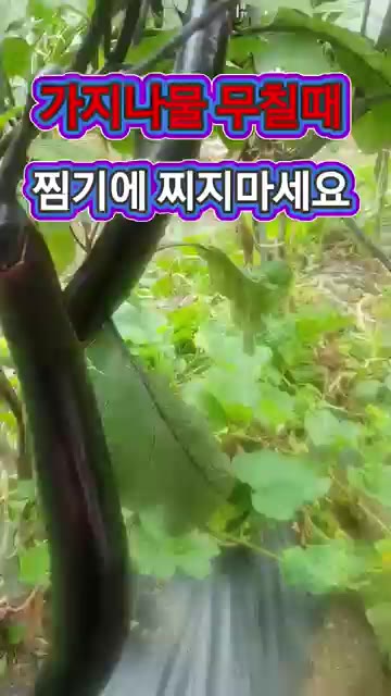 가지나물 무칠 때 절대 찌지 마세요. — 가지나물 무칠 때 절대 찌지 마세요