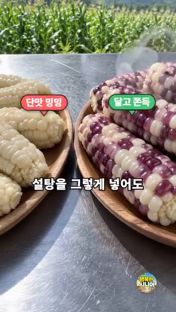 옥수수는 겉껍질을 벗기고 속껍질 한두 겹만 남겨 씻어줍니다. — 옥수수 설탕만 넣고 삶지 마세요! 달고 쫀득한 옥수수 삶는 법