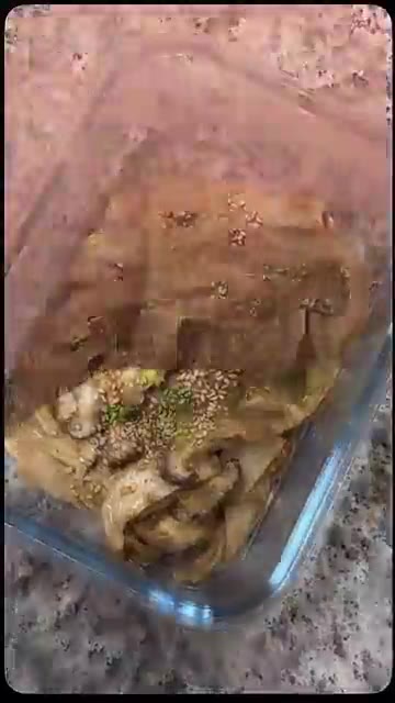 마지막으로 통깨와 송송 썬 대파를 고명으로 올려주면 고급 한정식 맛… — 고급한정식맛 버섯들깨무침 만들기