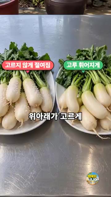 총각김치를 담글 때 소금만 뿌려두면 위아래가 고르게 절여지지 않아… — 총각김치 소금만 뿌리고 두지 마세요! 아삭한 시니어 김장 요리