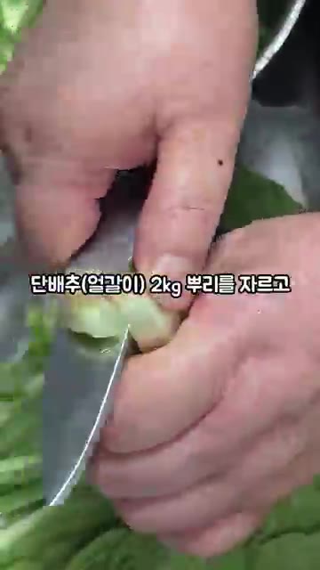 단배추 2kg의 뿌리를 자르고 길이를 반으로 썰어주세요. — 단배추 얼갈이 김치 만들기