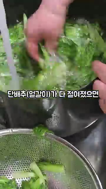 절여진 단배추를 물이 없도록 깨끗하게 씻어주세요. — 단배추 얼갈이 김치 만들기