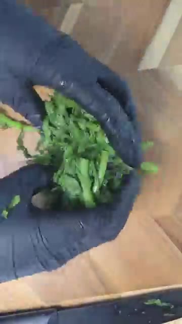 데친 쑥갓의 물기를 짜서 먹기 좋게 잘라줍니다. — 5분 완성 쑥갓나물 무침 레시피