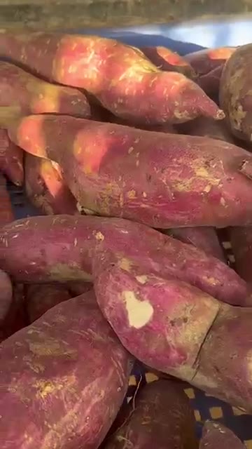 고구마를 찔 때 양쪽 끝을 자르지 말고 찜기에 넣습니다. — 고구마 찔 때 절대 바로 찌지 마세요! 덜 달아요