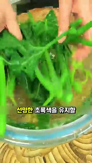 데친 호박잎의 물기를 꼭 짜서 준비하고, 믹서기에 넣고 물을 부어… — 호박잎으로 탱글탱글 초록색 묵 만드는 초간단 비법