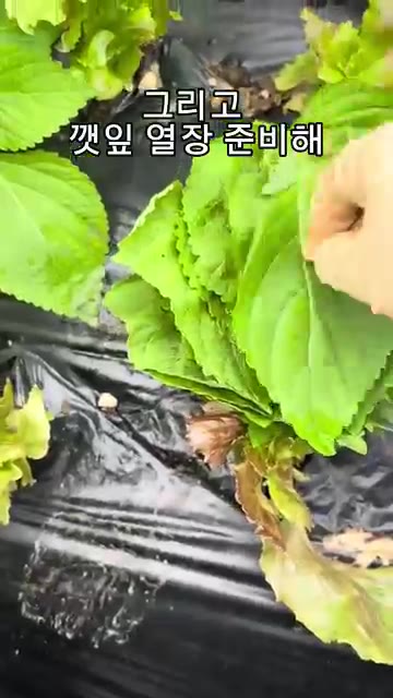 깻잎 10장을 큼직하게 썰어 넣어주세요. — 광어 깻잎 무침 레시피