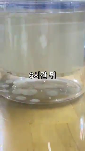 유청 분리기를 사용하여 플레인 요거트의 물기를 뺀다. 6시간 후 물… — 숟가락 꽂아도 안 쓰러지는 미친 꾸덕함의 비밀 🥄 (ft. 노란 물의 정체)