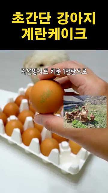 완성된 계란 케이크를 잘라 강아지에게 준다. — 초간단 강아지 계란 케이크 만들기