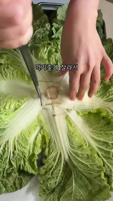 봄동을 먹기 좋게 잘라 깨끗하게 씻는다. — 강호동 봄동 비빔밥 레시피