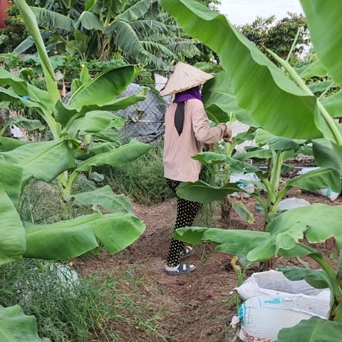 NÔNG NGHIỆP OK VIP 프로필