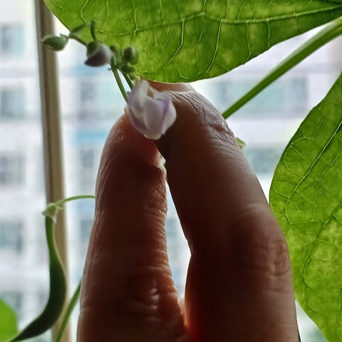 은갱스터 채널 프로필