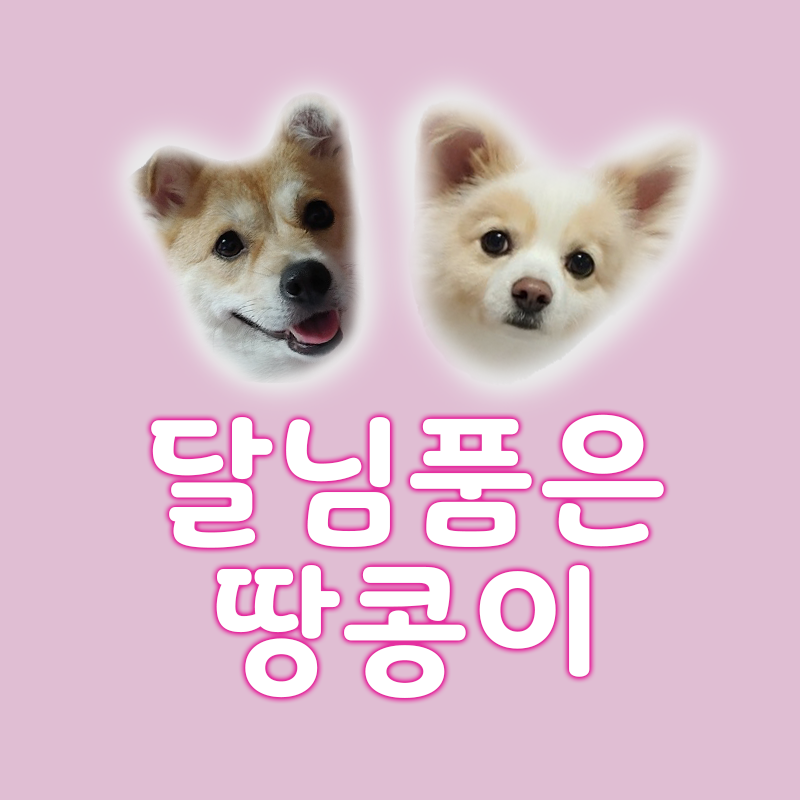 달님품은땅콩이(dalkong) 채널 프로필