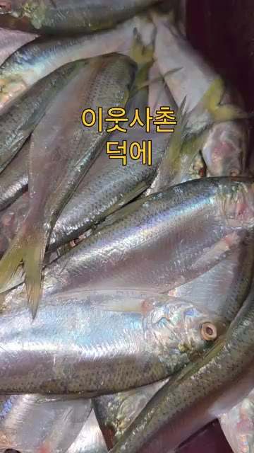 손질한 전어를 꼬득하게 말린다. — 가을철 별미 전어구이