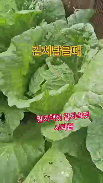 김치를 담글 때 단순히 소금에 절여 버무리면 짠맛이 강하고 익을수록… — 김치 담글 때 멸치액젓, 갈치속젓, 사과즙 넣는 비법