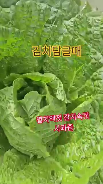 멸치액젓, 갈치속젓, 사과즙을 함께 넣고 버무리면 김치가 깔끔하고… — 김치 담글 때 멸치액젓, 갈치속젓, 사과즙 넣는 비법