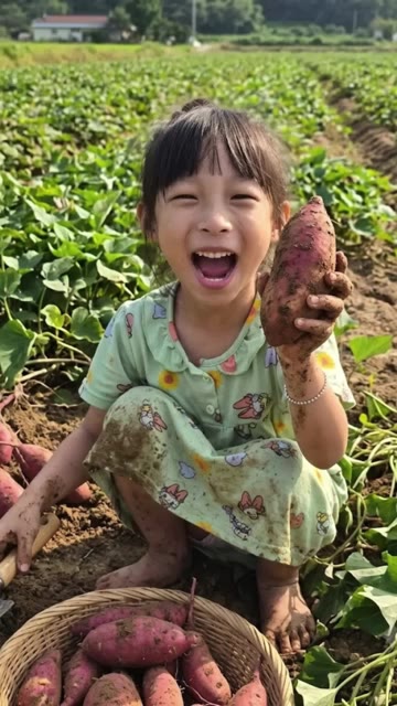 달콤하고 맛있는 고구마맛탕을 즐긴다. — 손녀가 직접 심고 거둔 고구마 & 달콤한 고구마맛탕 만들기 🍠