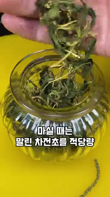 손으로 만졌을 때 바삭할 정도로 충분히 말려줍니다. 완전히 말린 질… — 기관지 건강과 이뇨작용에 좋은 질경이, 이렇게 드셔보세요