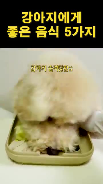 찜기 1단에는 닭가슴살을 넣고 물을 약간 붓는다. — 강아지에게 좋은 음식 5가지