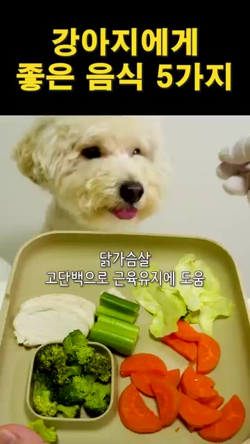 2단에는 양배추를 깔고 그 위에 브로콜리, 당근, 셀러리를 올린다. — 강아지에게 좋은 음식 5가지
