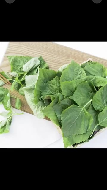 깻잎순을 깨끗하게 씻어 준비합니다. — 향긋하고 고소한 깻잎순 무침 밥도둑 나물 반찬