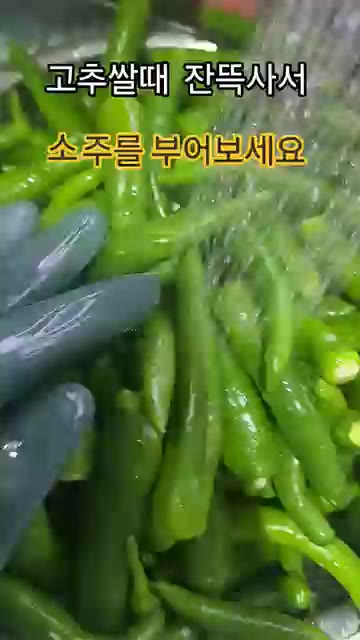 고추 600g을 깨끗하게 씻어 꼭지와 끝부분을 잘라줍니다. — 고추 쌀 때 잔뜩 사서 소주를 부어보세요