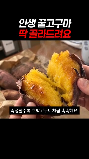 해남 황토밭 출신 고구마는 숙성될수록 호박고구마처럼 촉촉하고 달콤함… — 인생 꿀고구마 딱 골라드려요