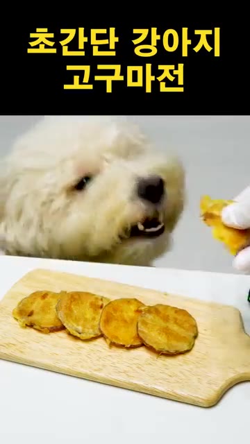 강아지에게 고구마전을 준다. — 초간단 강아지 고구마전 만들기