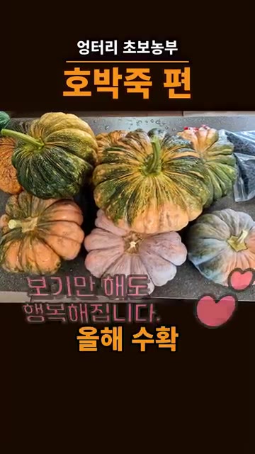 주말 농장에서 수확한 호박을 준비합니다. — 주말농장 호박으로 호박죽 끓이기