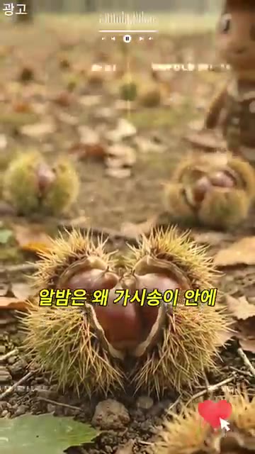 가시가 달린 밤송이에서 밤을 꺼낸다. — 밤 단맛이 올라오는 이유는?