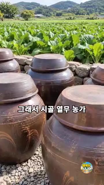다듬어 씻은 열무를 소금에 살짝 절입니다. 이때 너무 주무르면 풋내… — 열무물김치 밀가루풀 쑤지 마세요! 간편하고 시원한 시니어 건강 집밥 요리