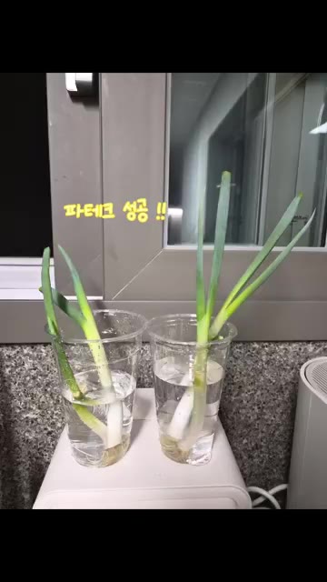 마지막으로 대파를 넣고 불을 끄면 맛있는 스팸김치찌개 완성이다. — 오늘의 신혼 집밥은 스팸김치찌개 😋