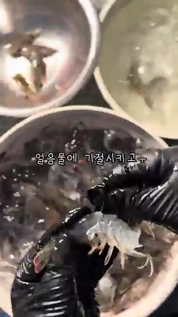 생새우를 얼음물에 기절시킨 후 빠르게 손질한다. — 퇴근 후 집밥 생새우회