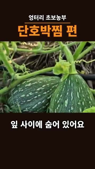 밭에서 자라고 있는 만차랑 단호박을 보여줍니다. 잎 사이에 숨어있는… — 만차랑 단호박, 절대 씨 받아 심지 마세요