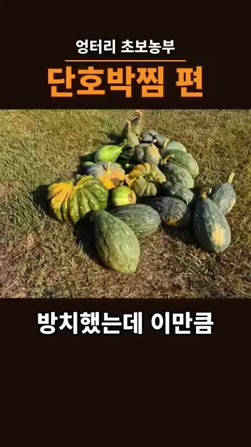 가위로 단호박 줄기를 잘라 수확합니다. 수확한 단호박이 산더미처럼… — 만차랑 단호박, 절대 씨 받아 심지 마세요