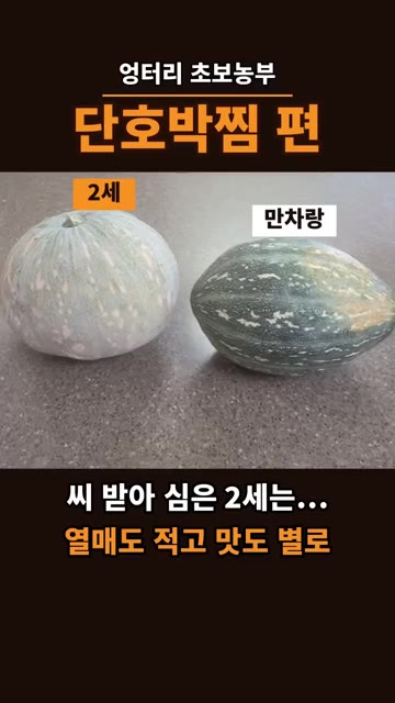 씨를 받아 심은 2세 단호박은 열매도 적고 맛도 별로였다는 경험담을… — 만차랑 단호박, 절대 씨 받아 심지 마세요